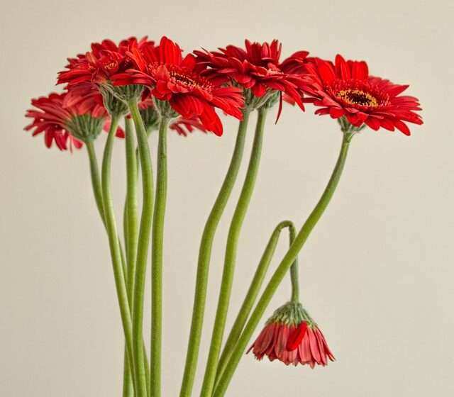 red flowers with one withering- how to edit your life